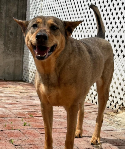 dog