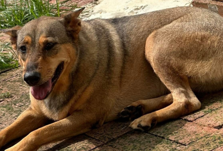 dog