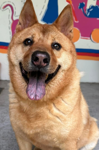 dog