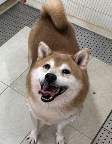 dog