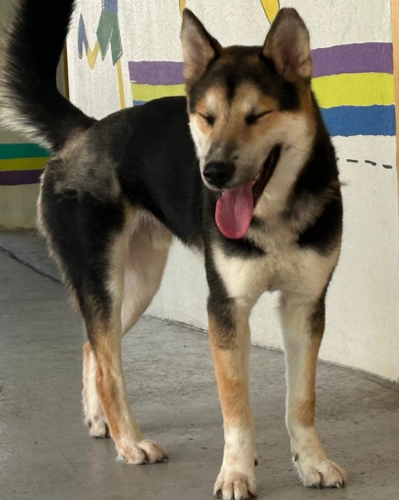dog
