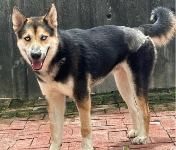 dog