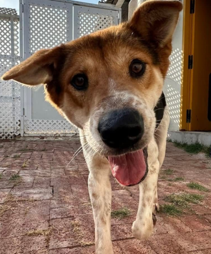 dog