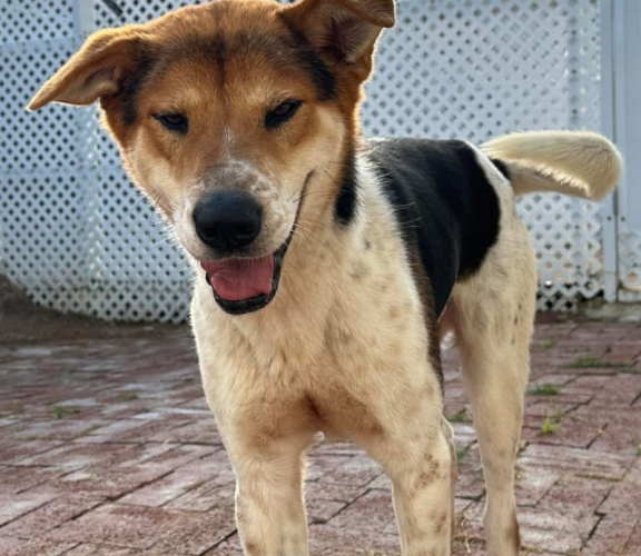 dog