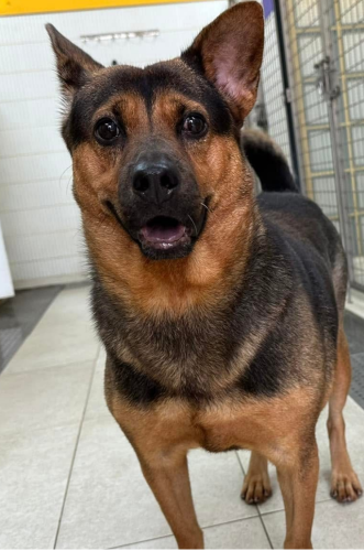 dog