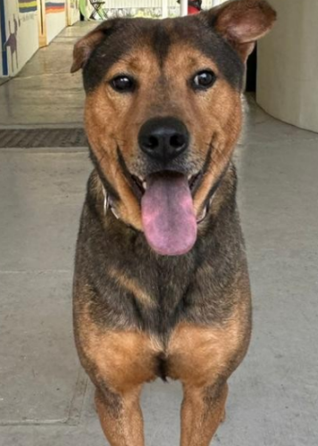 dog