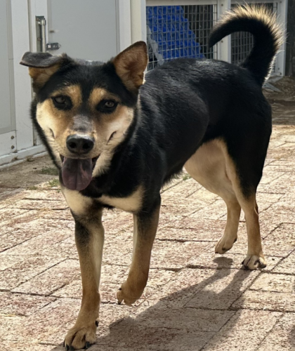 dog