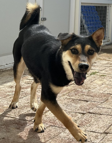 dog