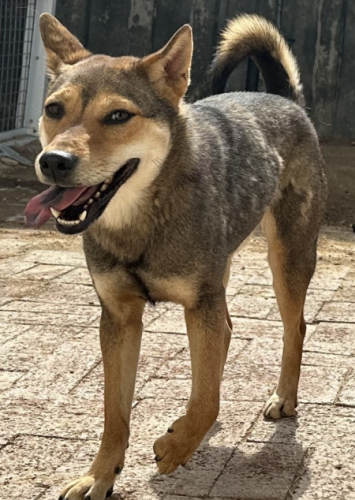 dog