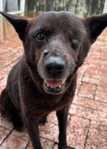 dog