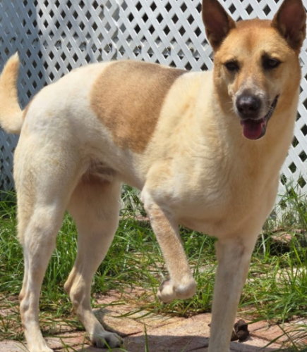 dog