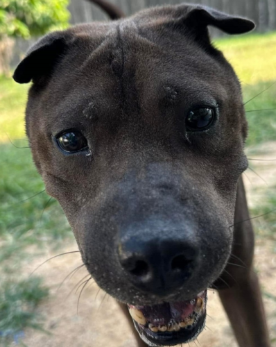 dog