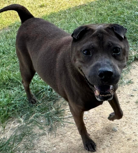 dog