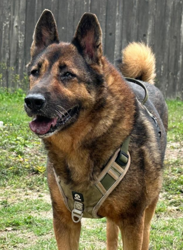 dog