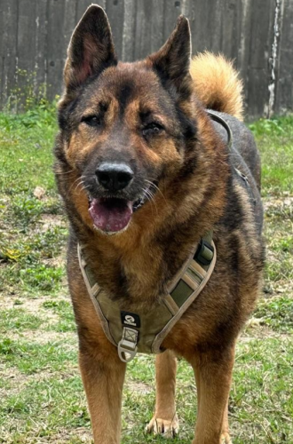 dog