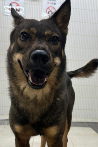 dog