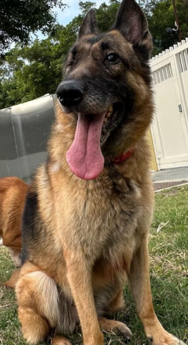 dog