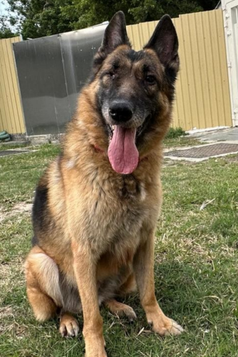 dog
