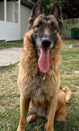 dog