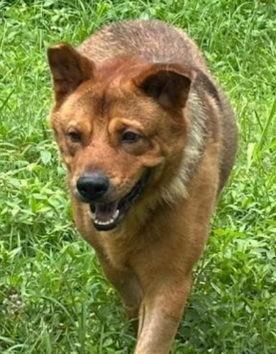 dog