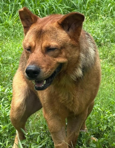 dog