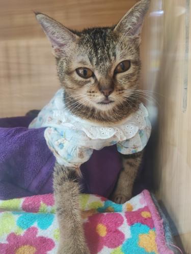 cat