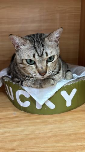 cat