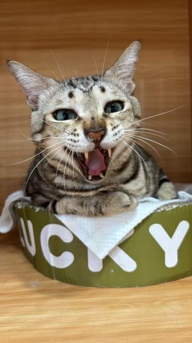 cat