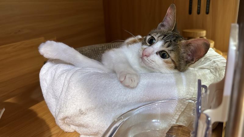 cat