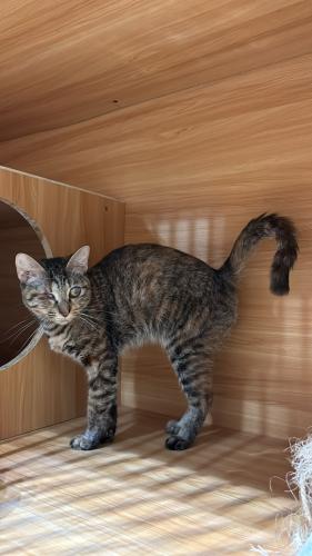 cat