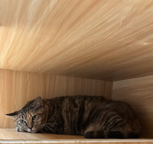 cat