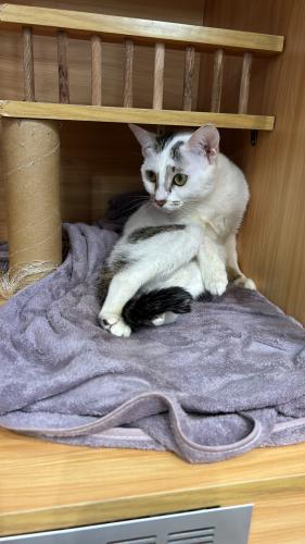 cat