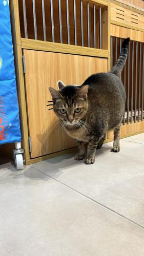 cat