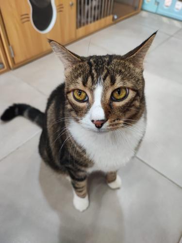 cat