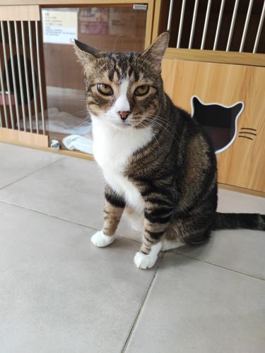 cat