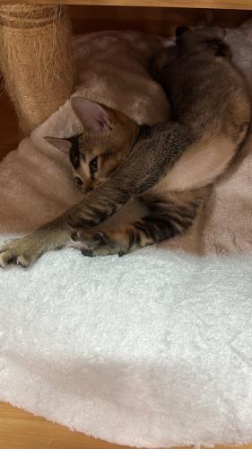 cat