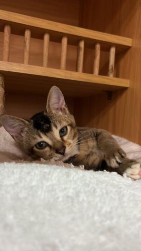 cat