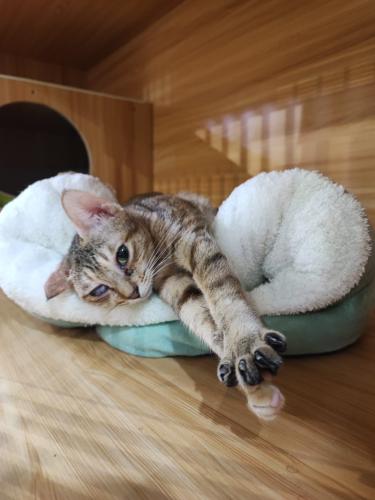cat