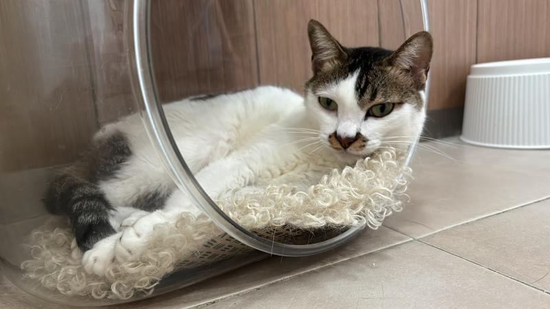 cat