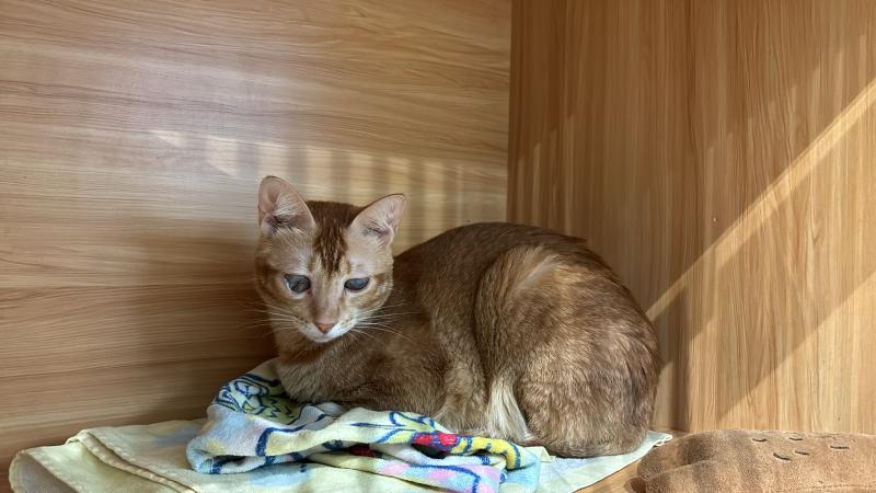 cat