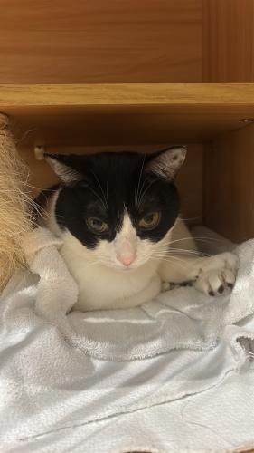 cat