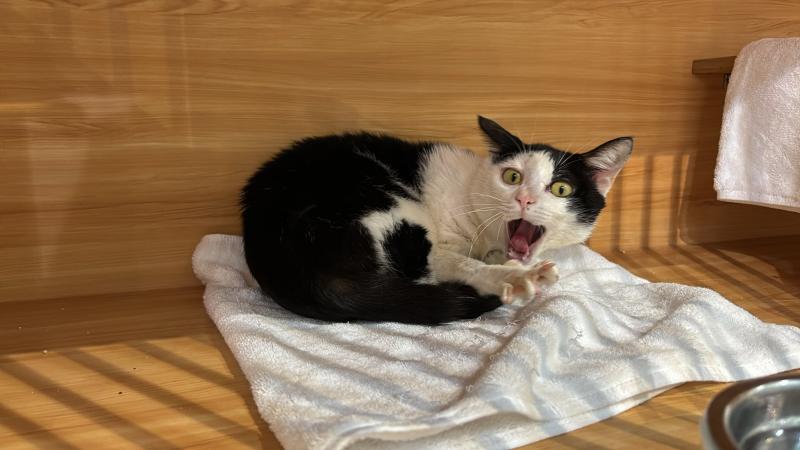 cat