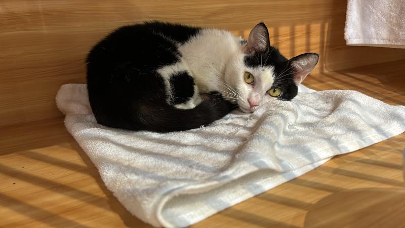 cat
