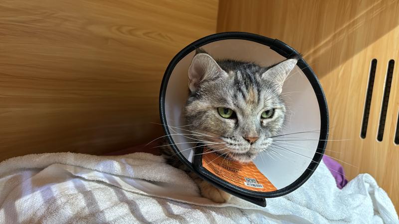 cat