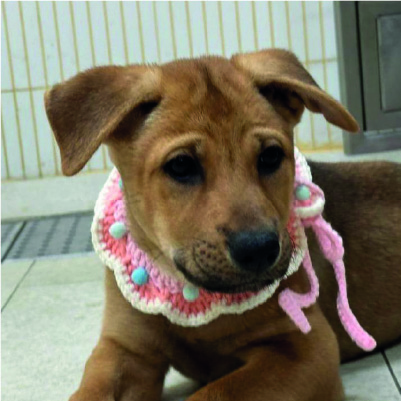 [Dummy] 領養活動