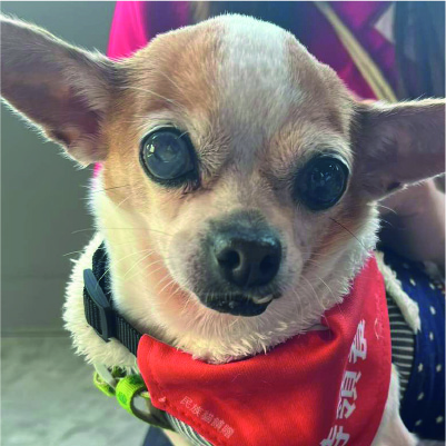 [Dummy] 領養活動