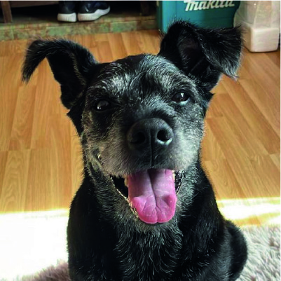 [Dummy] 領養活動