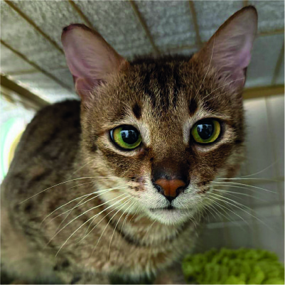 [Dummy] 領養活動