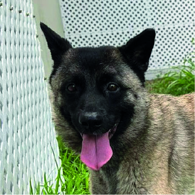 [Dummy] 領養活動