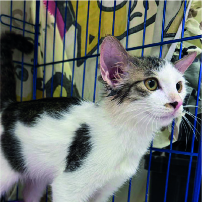 [Dummy] 領養活動